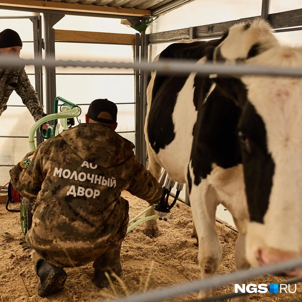 Мероприятие&nbsp;— мероприятием, а дойка по расписанию! | Источник: Александр Ощепков / NGS.RU