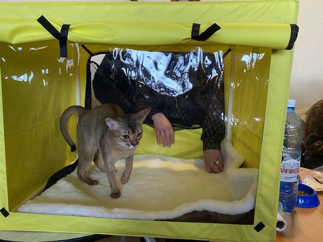 Было на выставке и много котят | Источник: Ирина Господаренко / NGS22.RU