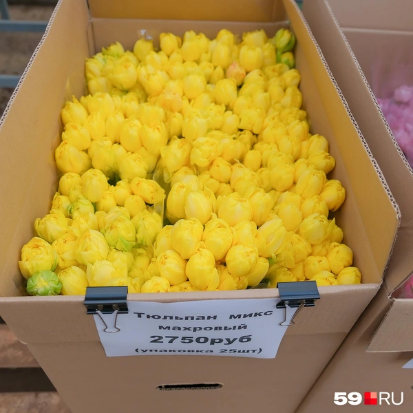 25 штук махровых тюльпанов можно купить за 2750 рублей | Источник: Василина Любимова / 59.RU