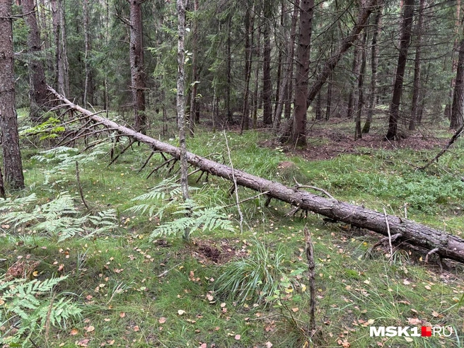 Целые поляны лисичек | Источник: Диана Храмцова / MSK1.RU