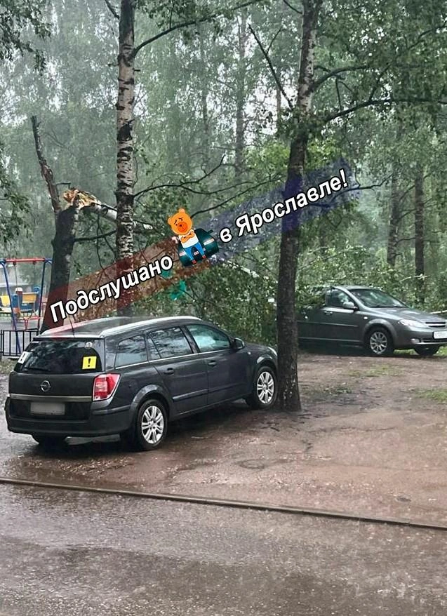 Береза упала на машину | Источник: Подслушано в Ярославле! / Vk.com