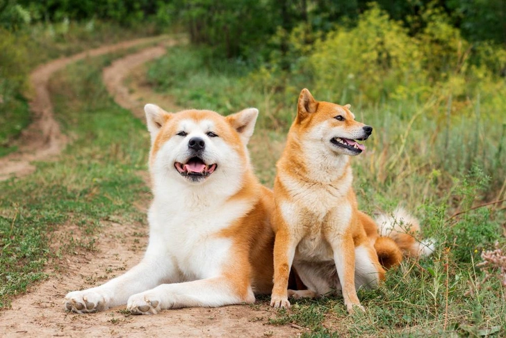Акита-ину и сиба-ину | Источник: FunFamilyRu/Shutterstock/Fotodom.ru