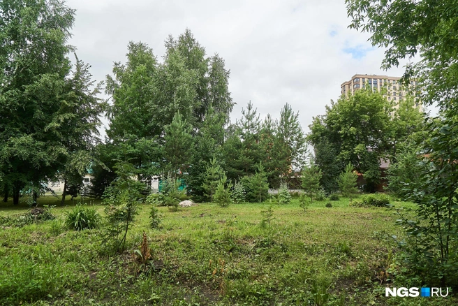 В сквере аккуратно подстрижена трава, а деревья преимущественно молодые — их меняют постепенно | Источник: Александр Ощепков / NGS.RU