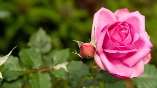 Что посадить рядом с розами: лучшие растения-компаньоны для идеального сада