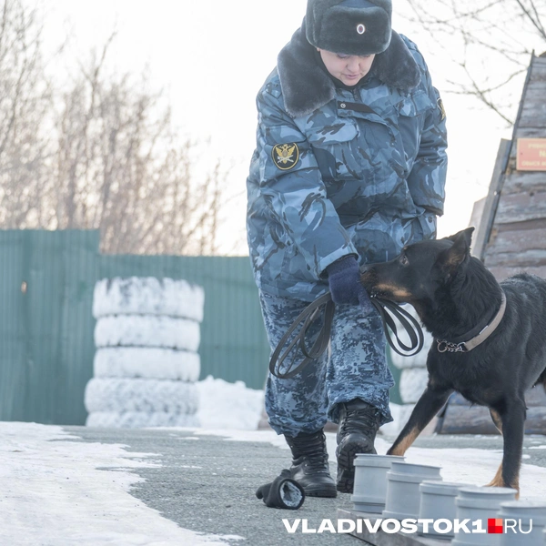 Источник: Елена Буйвол / VLADIVOSTOK1.RU