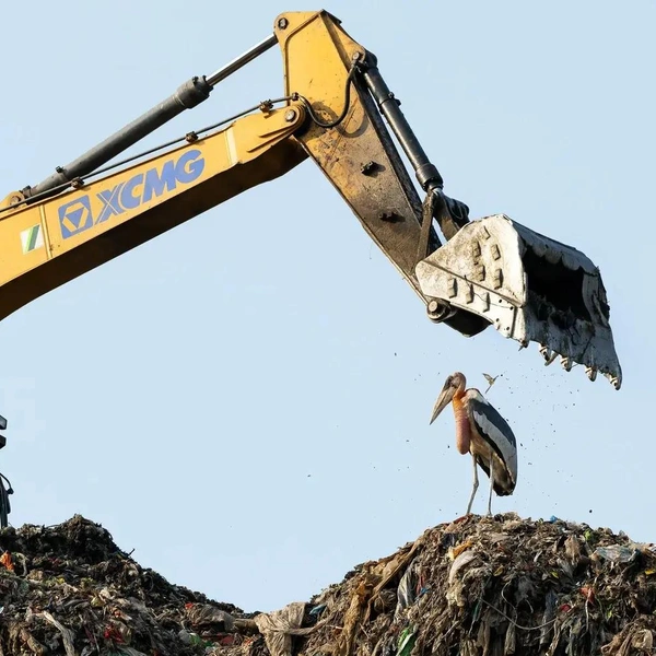 Третье место в номинации «Защита птиц» | Источник: Hira Punjabi / Bird Photographer of the Year 2025