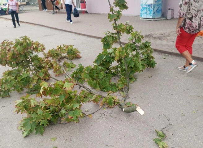 Возле ОКБ на рязанку упала ветка дерева | ya62.ru