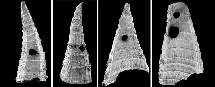 Сканирующая электронная микроскопия раковин Lapworthella fasciculata и отверстий, оставленных хищниками | Источник: Bicknell et al., Current Biology, 2025