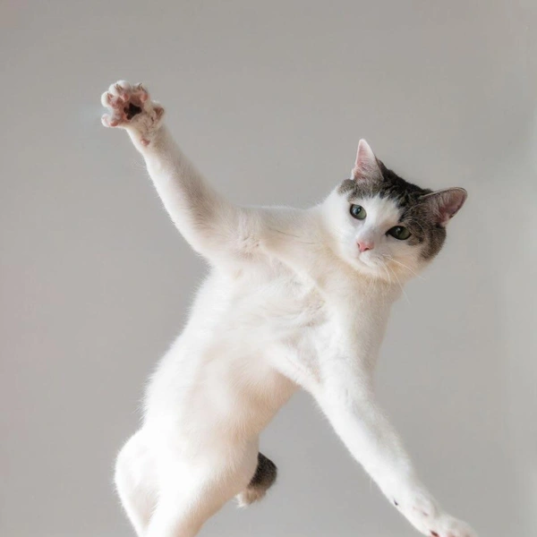 «После корпоратива» | Источник: Kazutoshi Ono / Comedy Pet Photography Awards