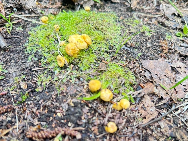 Лисички пока совсем крохи | Источник: Дары лесов Урала. Грибы Екатеринбурга и области / Vk.com 