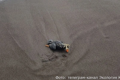 На Камчатке в бухте Пионерской нашли десятки мёртвых птиц