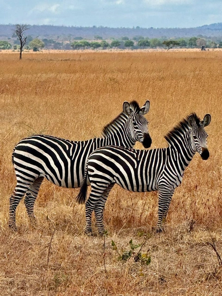 Источник: Анна Ардыцкая, через NGS.RU