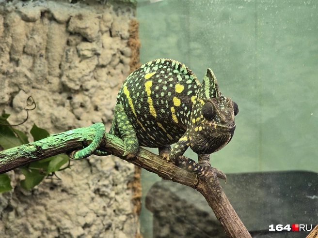 А кто-то спит перед ночными активностями | Источник: Семен Коротов-Майбах / 164.RU