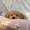 userpic__olesyapozdn1