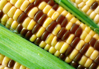Американские ученые опровергли миф о вреде ГМО