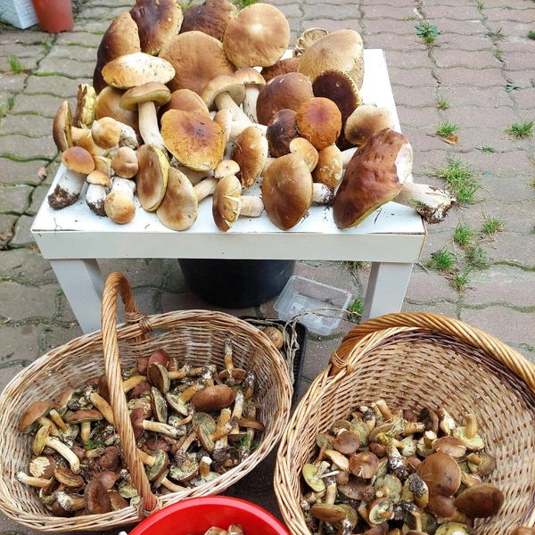 Источник: Анастасия Рослова / Грибы в Подмосковье 2025 / VK.com