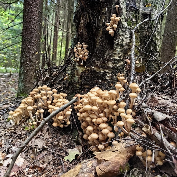 В лесах уже вовсю пошли осенние опята | Источник: Сергей Горелов / Грибы в Подмосковье 2025 / VK.com