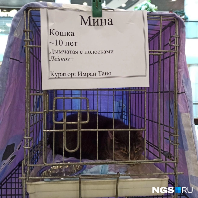 Кошка Мина, очень игривая, несмотря на возраст и солидные размеры | Источник: Рихарда Лем / NGS.RU