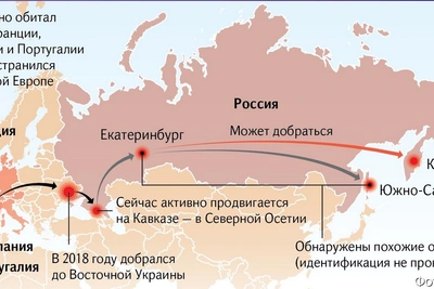 Камчатке предрекают массовое нашествие испанского слизня