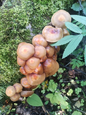 Летние опята  | Источник: Татьяна Чурай / «Грибы в Подмосковье 2025» / vk.com