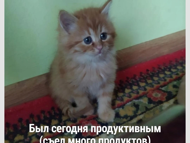 Ноль процентов осуждения | Источник: Городские медиа