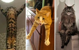 Да что с ними не так: котики, которые шокировали хозяев своим поведением: 30 фото