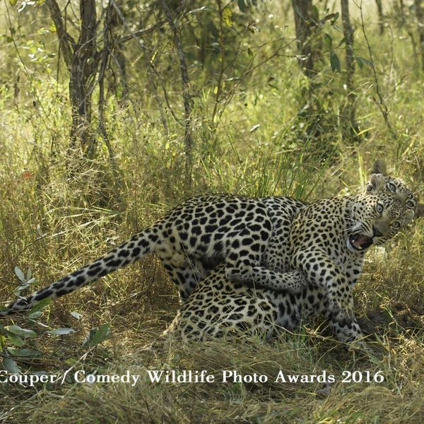 Источник: Comedy Wildlife Photography Awards