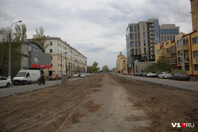 Так выглядит в реальности обещанная администрацией Волгограда вырубка «примерно 5-10% из имеющихся деревьев» | Источник: Константин Завриков / V1.RU