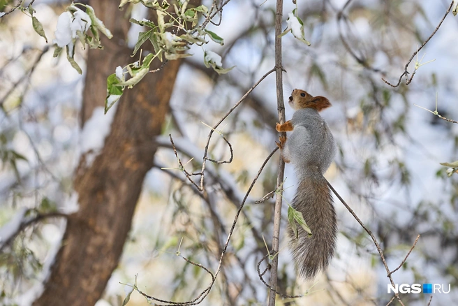 Зверьку удалось заполучить лакомство | Источник: Александр Ощепков / NGS.RU