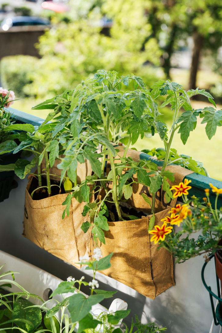 Как правильно выращивать цветы на балконе: все о городском садоводстве