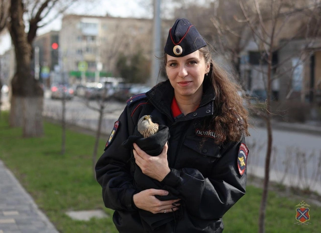 Без помощи птица могла погибнуть | Источник: ГУ МВД России по Волгоградской области