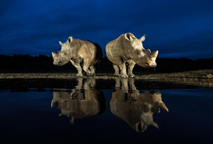 Носороги в ЮАР пришли на вечерний водопой