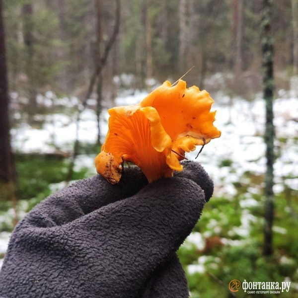 Зима очень близко, а грибы около Петербурга не заканчиваются. Посмотрите на сбор в снегах | Источник: Сергей Елгазин