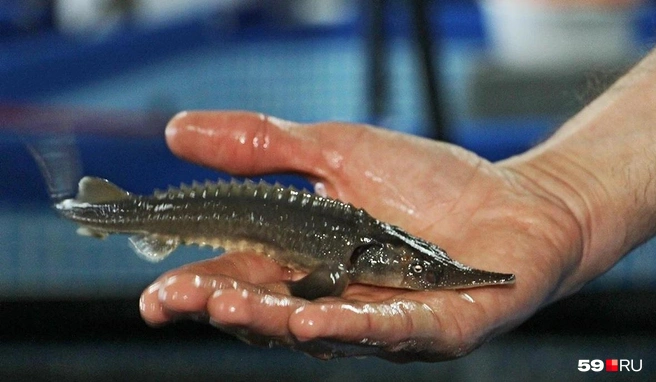 А вот это уже малек осетра. Он может весить до 300 граммов | Источник: Сергей Федосеев / 59.RU