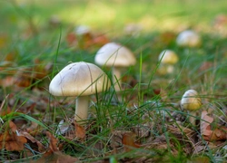 «Грибная убийца» Эрин Паттерсон признана виновной в массовом отравлении — ей грозит пожизненное заключение