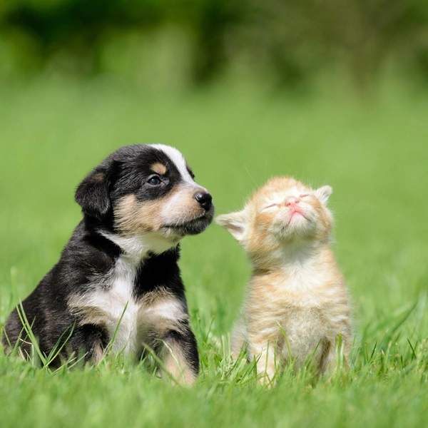 Источник: Shutterstock/Fotodom.ru