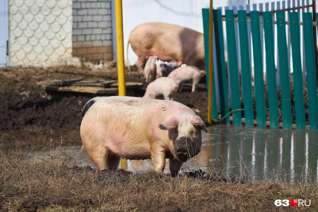 Животные на людей не реагируют | Источник: Роман Данилкин / 63.RU