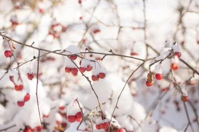 Forecasters predict February weather for Yakutsk as cold returns