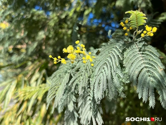 Можно разглядеть слезки у мимозы  | Источник: Анна Грицевич / SOCHI1.RU