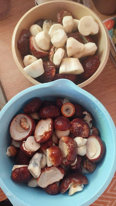 На такую тихую охоту ушло всего полчаса | Источник: Грибной воин ХМАО / T.me