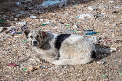 Сотни трупов животных найдены в нелегальном приюте под Ростовом