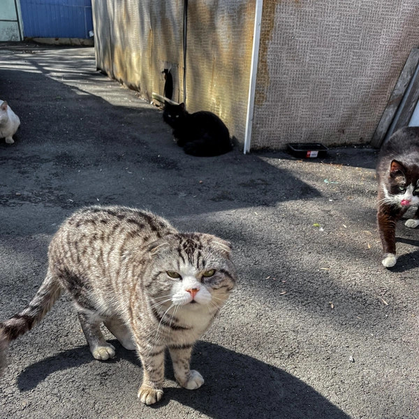 Источник: kizilpasha / T.me