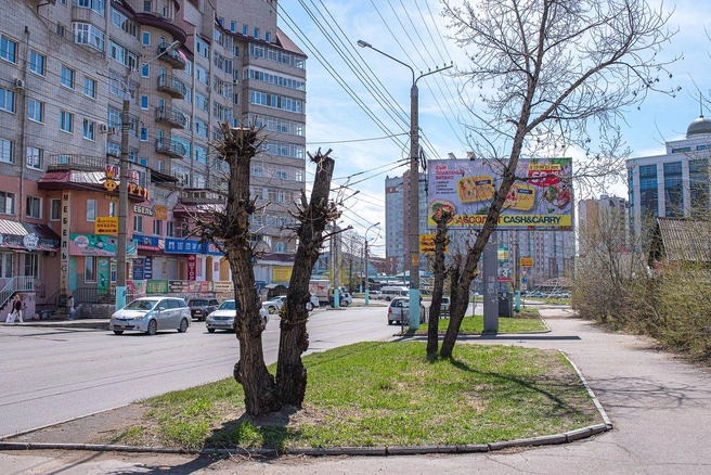 Деревья, просверленные около баннера в районе Шилова, 17 | Источник: Редакция "Чита.Ру"