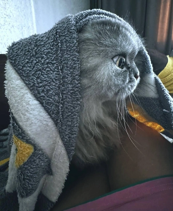 Как будто думает, зачем вылезла из-под пледа | Источник: читательница NGS24.RU Lincoln pour un avocat