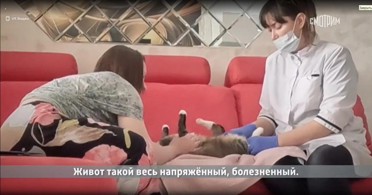Корры программы «МАЛАХОВ» вызвали Сахарову домой к абсолютно здоровому коту, у которого она нашла «проблемы»