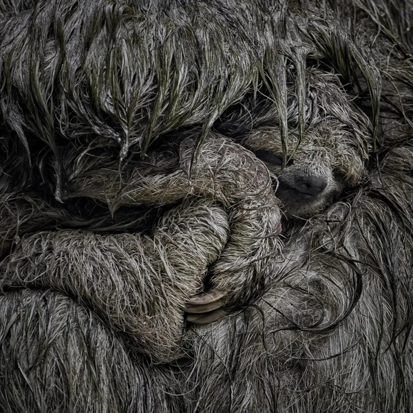 Источник: Dvir Barkay / Close-up Photographer of the Year 2025