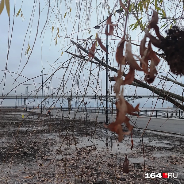 Источник: Сергей Гендин / 164.RU