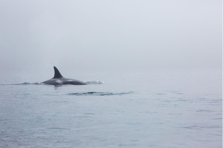 «Возможны косатки»: как российские исследователи гоняются за необщительными китами