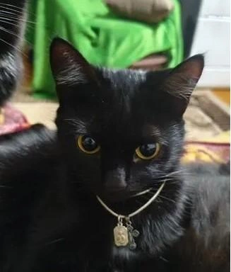Мама Соня | Источник: Мария, хозяйка котенка