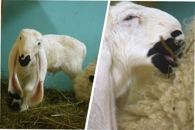 Ягненок Фаустин с белыми ресницами родился в Новосибирском зоопарке